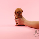 Teacup Teddy Bear Poodle Puppies For Sale - Ruby - a Poodle puppy