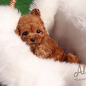 Teacup Teddy Bear Poodle Puppies For Sale - Ruby - a Poodle puppy