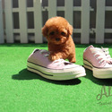 Teacup Teddy Bear Poodle Puppies For Sale - Ruby - a Poodle puppy