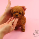 Teacup Teddy Bear Poodle Puppies For Sale - Ruby - a Poodle puppy