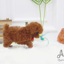 Mini Teacup Poodle Puppies For Sale - Toby - a Poodle puppy