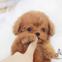 Mini Teacup Poodle Puppies For Sale - Toby - a Poodle puppy