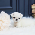 Mini Pug Puppies For Sale - Annabel - a Pug puppy
