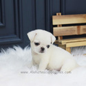 Mini Pug Puppies For Sale - Annabel - a Pug puppy