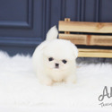 Mini Pekingese Puppies For Sale - Simba - a Pekingese puppy
