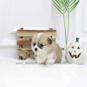 Mini Welsh Corgi Puppies For Sale - Cookie - a Welsh Corgi puppy
