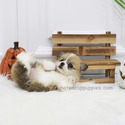 Mini Welsh Corgi Puppies For Sale - Cookie - a Welsh Corgi puppy