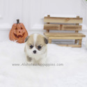 Mini Welsh Corgi Puppies For Sale - Cookie - a Welsh Corgi puppy
