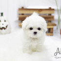 Teacup Mini Bichon Frise Puppies For Sale - Cocoa - a Bichon Frise puppy