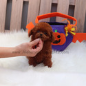Teacup Toy Poodle Puppies For Sale - Kitty - a Poodle puppy