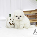 Teacup Toy Bichon Frise Puppies For Sale - Cocoa - a Bichon Frise puppy
