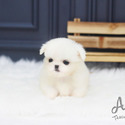 Teacup Mini Pekingese Puppies For Sale - Simba - a Pekingese puppy