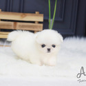 Teacup Mini Pekingese Puppies For Sale - Simba - a Pekingese puppy