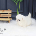 Teacup Mini Pekingese Puppies For Sale - Simba - a Pekingese puppy