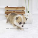 Teacup Mini Welsh Corgi Puppies For Sale - Cookie - a Welsh Corgi puppy
