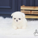 Teacup Micro Pekingese Puppies For Sale - Simba - a Pekingese puppy