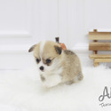 Teacup Micro Welsh Corgi Puppies For Sale - Cookie - a Welsh Corgi puppy