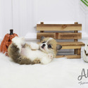 Teacup Micro Welsh Corgi Puppies For Sale - Cookie - a Welsh Corgi puppy