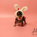 Mini Teacup Chihuahua Puppies For Sale - Pie - a Chihuahua puppy