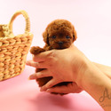 Mini Teacup Poodle Puppies For Sale - Jelly - a Poodle puppy