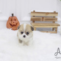 Mini Teacup Welsh Corgi Puppies For Sale - Cookie - a Welsh Corgi puppy