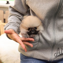Mini Teacup Pomeranian Puppies For Sale - Brownie - a Pomeranian puppy