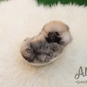 Mini Teacup Pomeranian Puppies For Sale - Brownie - a Pomeranian puppy