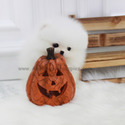 Mini Teacup Pomeranian Puppies For Sale - Angel - a Pomeranian puppy