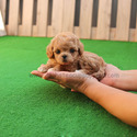 Mini Toy Maltipoo Puppies For Sale - Mocha - a Malti Poo puppy