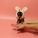 Mini Toy Chihuahua Puppies For Sale - Pie - a Chihuahua puppy