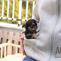 Mini Toy Chihuahua Puppies For Sale - Pie - a Chihuahua puppy