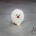 Mini Toy Pomeranian Puppies For Sale - Angel - a Pomeranian puppy