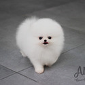 Mini Toy Pomeranian Puppies For Sale - Angel - a Pomeranian puppy
