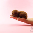 Mini Toy Poodle Puppies For Sale - Jelly - a Poodle puppy
