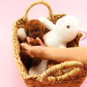 Mini Toy Poodle Puppies For Sale - Jelly - a Poodle puppy