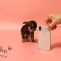 Teacup Toy Chihuahua Puppies For Sale - Pie - a Chihuahua puppy