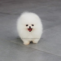 Teacup Toy Pomeranian Puppies For Sale - Angel - a Pomeranian puppy