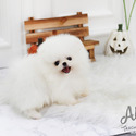 Teacup Toy Pomeranian Puppies For Sale - Angel - a Pomeranian puppy