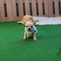 Teacup Toy French Bulldog Puppies For Sale - Muffin - a French Bulldog puppy