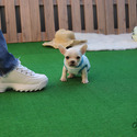 Teacup Toy French Bulldog Puppies For Sale - Muffin - a French Bulldog puppy