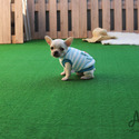 Teacup Toy French Bulldog Puppies For Sale - Muffin - a French Bulldog puppy