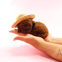 Teacup Toy Poodle Puppies For Sale - Jelly - a Poodle puppy