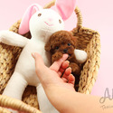 Teacup Toy Poodle Puppies For Sale - Jelly - a Poodle puppy