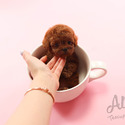 Teacup Toy Poodle Puppies For Sale - Jelly - a Poodle puppy