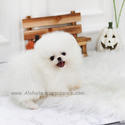 Mini Toy Pomeranian Puppies For Sale - Angel - a Pomeranian puppy