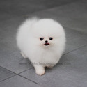 Mini Toy Pomeranian Puppies For Sale - Angel - a Pomeranian puppy