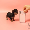 Teacup Mini Chihuahua Puppies For Sale - Pie - a Chihuahua puppy