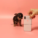 Toy Teacup Chihuahua Puppies For Sale - Pie - a Chihuahua puppy