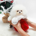 Toy Teacup Pomeranian Puppies For Sale - Angel - a Pomeranian puppy