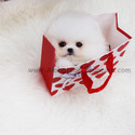 Toy Teacup Pomeranian Puppies For Sale - Angel - a Pomeranian puppy